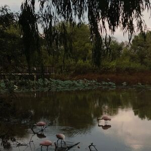 Meet your Posher, Safiya